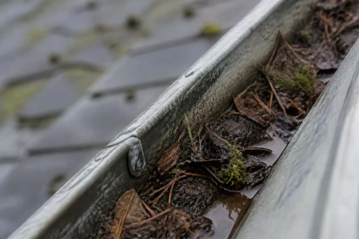 Gouttière en zinc d’une maison bretonne obstruée par des feuilles mortes et des débris végétaux